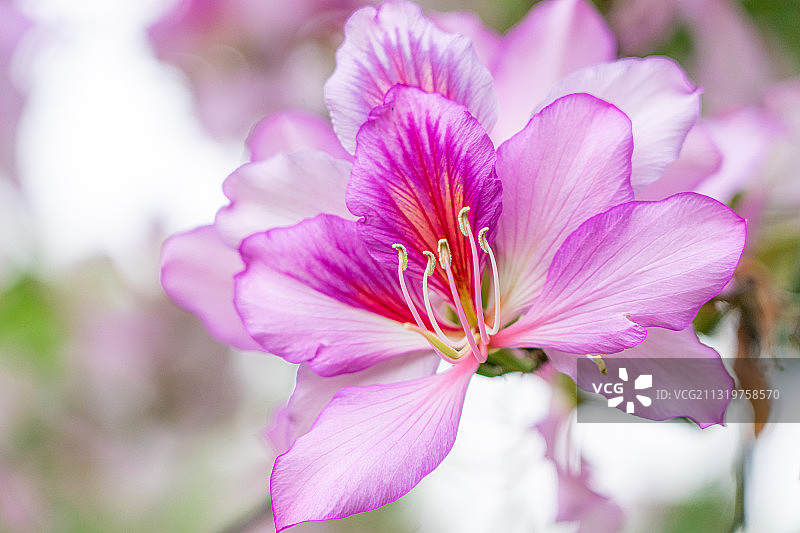 春天盛开的洋紫荆花图片素材