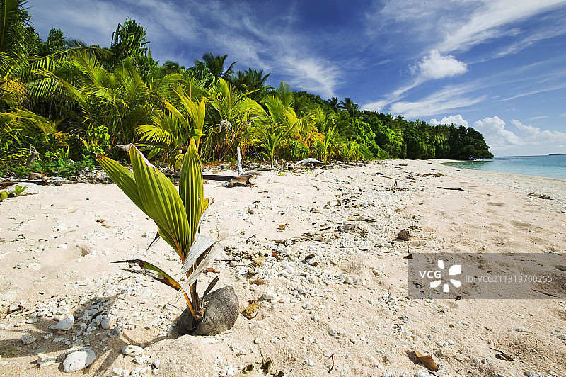 图瓦卢富纳富提环礁上生长的棕榈树图片素材