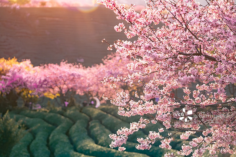 春天灿烂盛开的永福樱花茶园图片素材