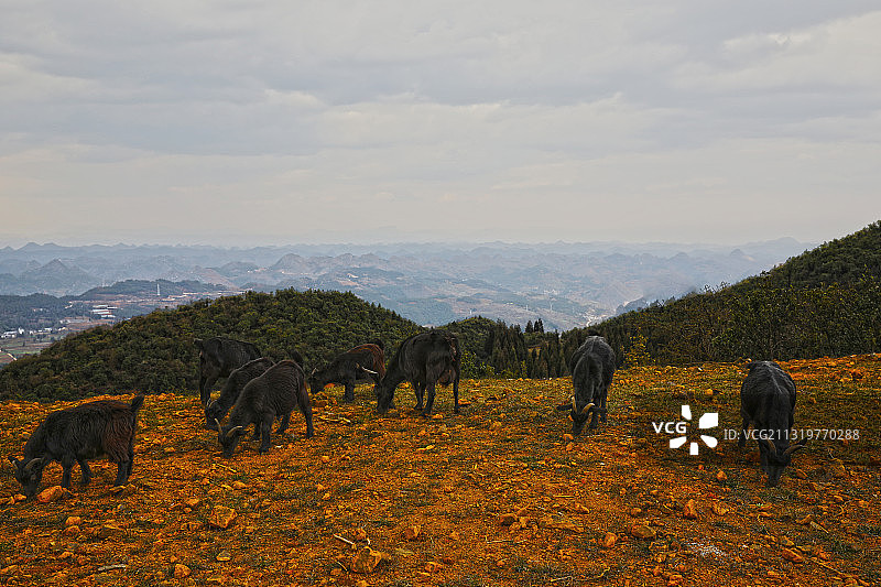 1E8A0578高山牧羊2017.2六盘水盘州市民主镇S图片素材