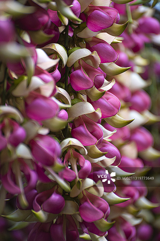 粉色禾雀花图片素材