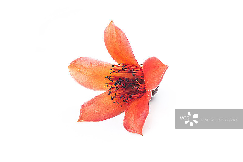 木棉花图片素材