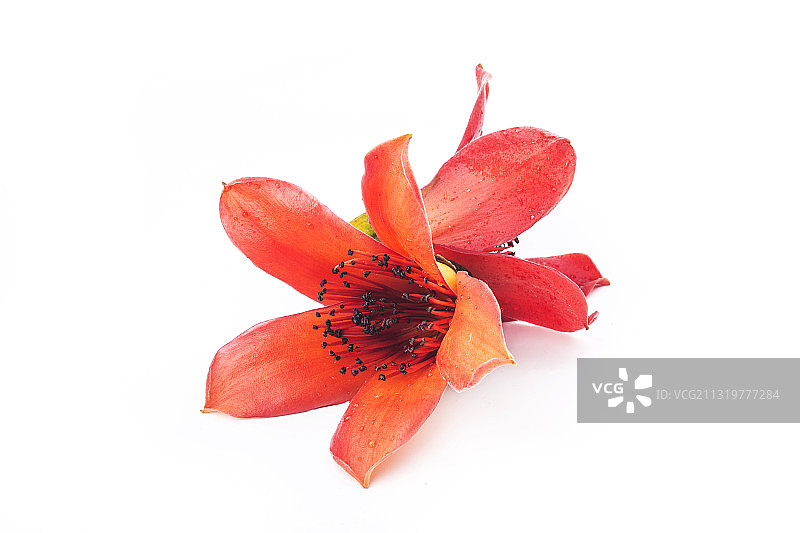 木棉花图片素材