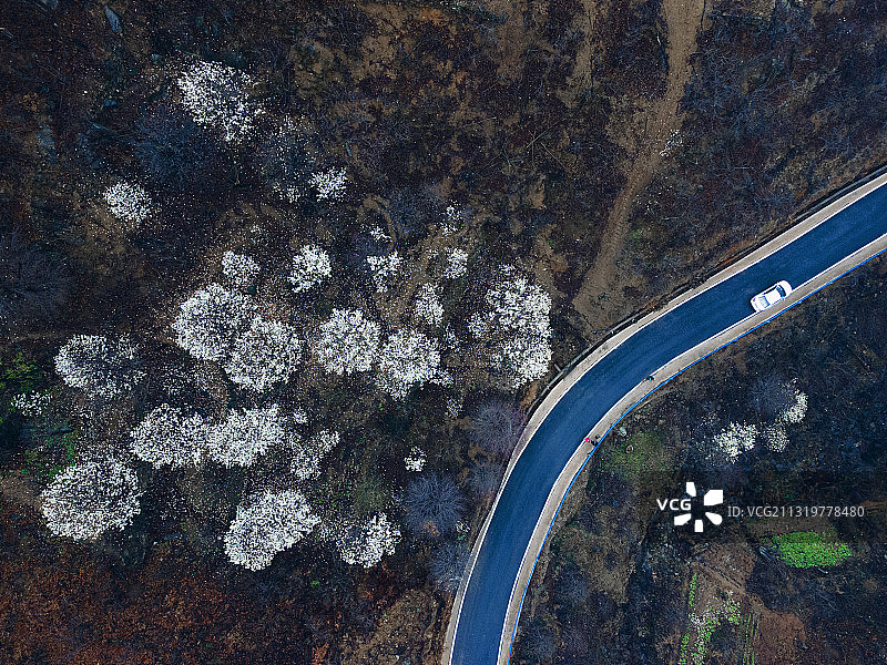 南召县西花园村玉兰大道航拍图。图片素材