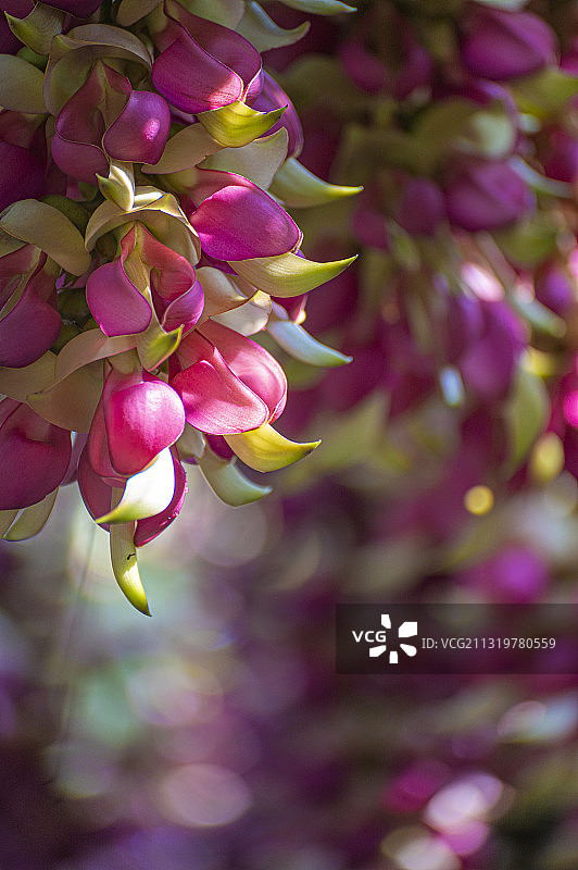 禾雀花图片素材