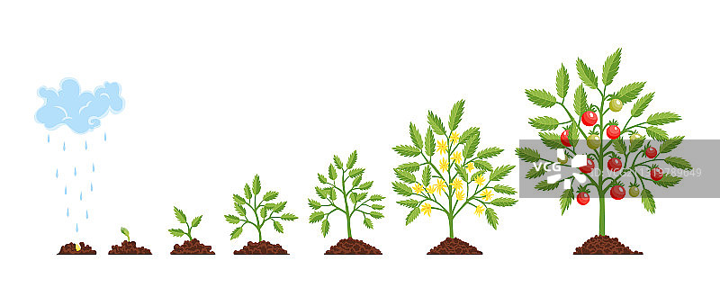 植物从种子到生长阶段的示意图图片素材