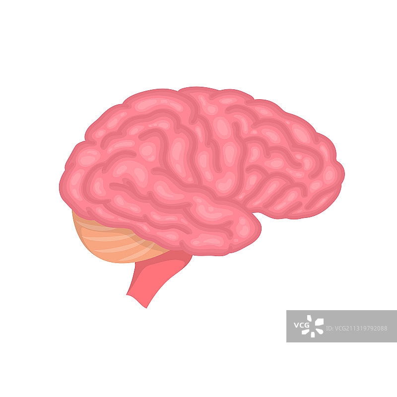 人脑解剖侧视图（彩色）图片素材