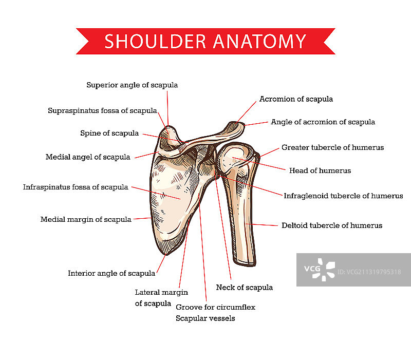 肩部解剖草图：肩胛骨和肱骨图片素材