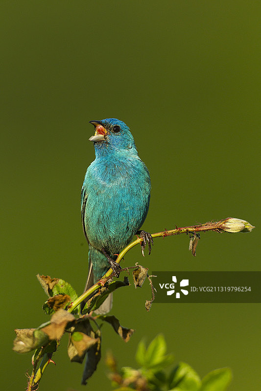 靛蓝彩雀图片素材