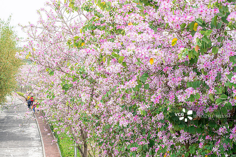春天盛开的洋紫荆花图片素材