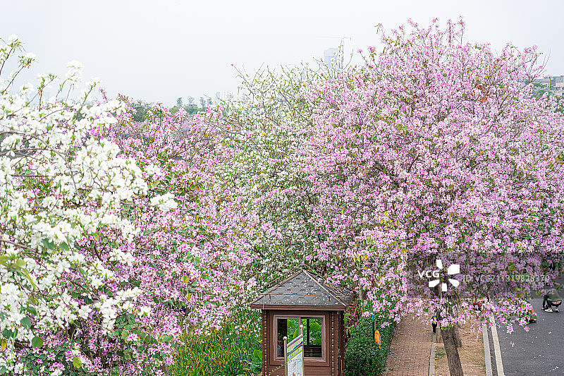 春天盛开的洋紫荆花图片素材
