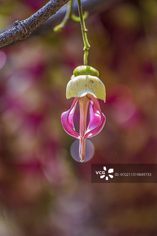 自带光环的禾雀花图片素材