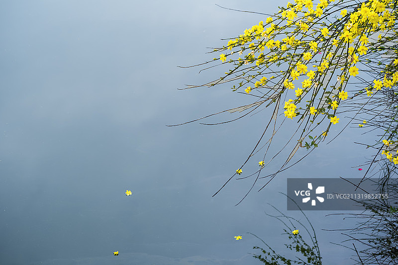  四川绵阳园艺山人工湖边的迎春花图片素材