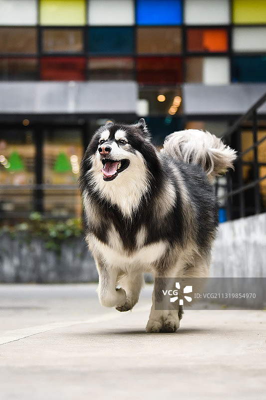 街景里的阿拉斯加雪橇犬图片素材
