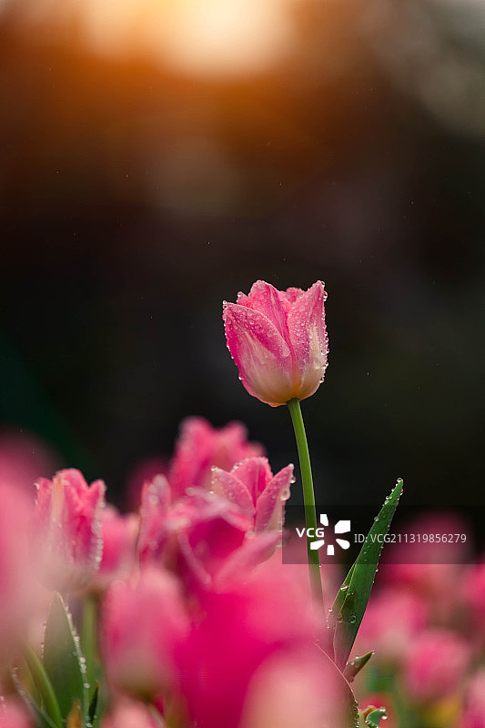 晨光中的郁金香图片素材