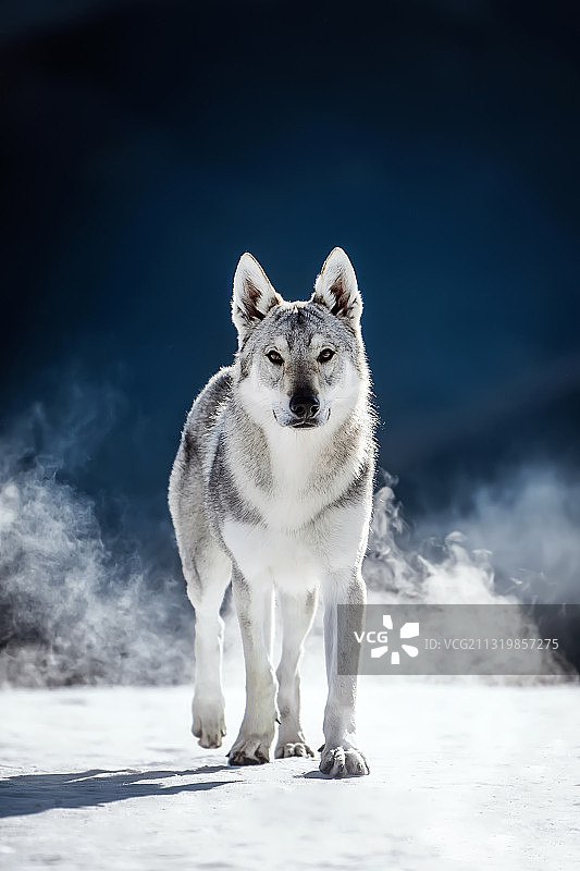 雪地上的捷克狼犬图片素材