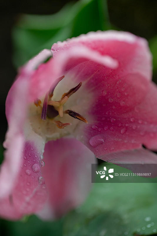 浙江杭州西湖春天植物花图片素材