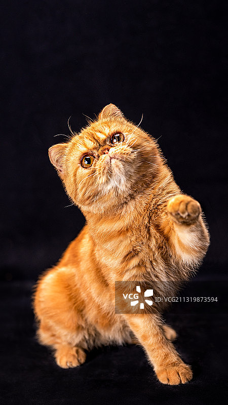 加菲猫汤圆图片素材