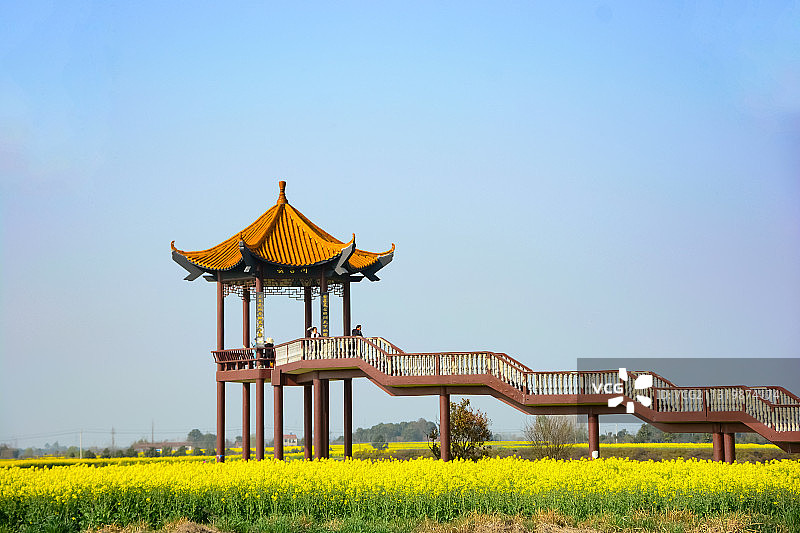 沙洋张池油菜花观景台图片素材