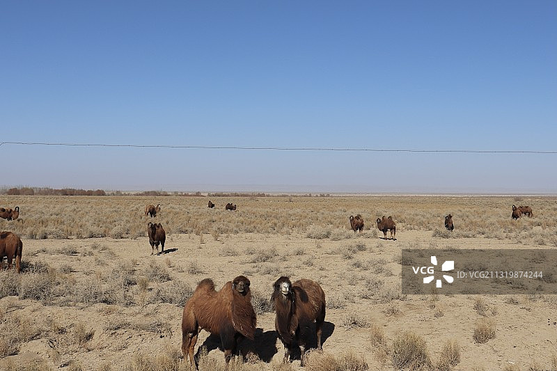 草原上的骆驼图片素材