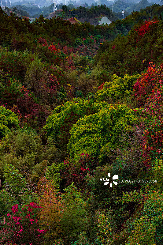 彩色森林图片素材