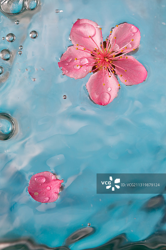 水里的花瓣图片素材
