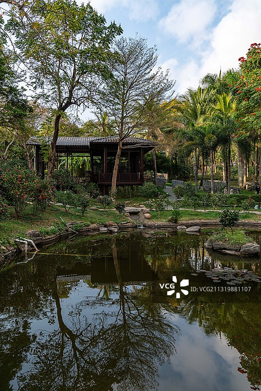 深圳国际园林花卉博览园-园博园-茶花园图片素材