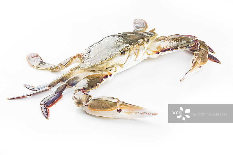 新鲜三眼蟹图片素材