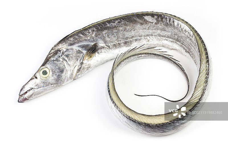 新鲜带鱼图片素材