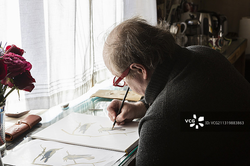 美国，年长的艺术家在纸上绘制野生鸟类研究图片素材