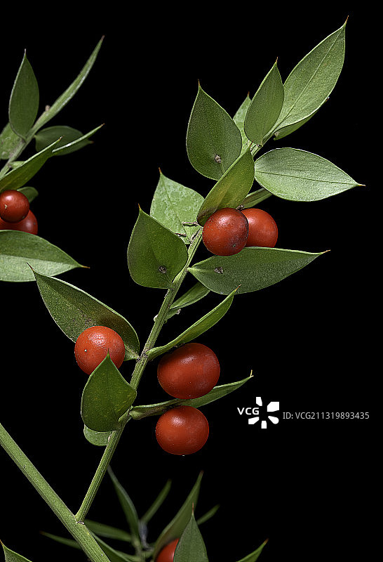 百劳金雀——果实图片素材