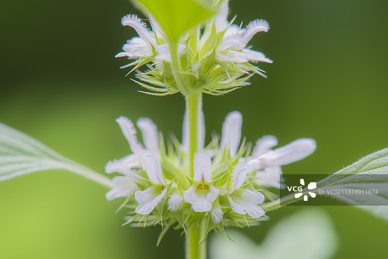 白花益母草  拍摄于国家4A级旅游风景区济南千佛山公园图片素材