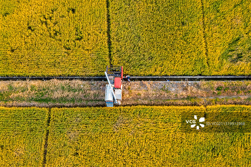 中国广东省江门市台山市都斛镇稻田图片素材