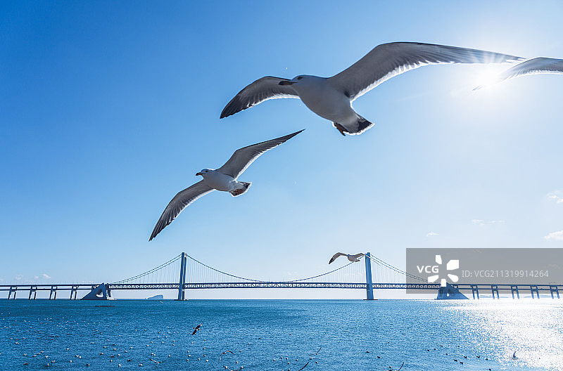 海鸥飞翔在跨海大桥上空图片素材