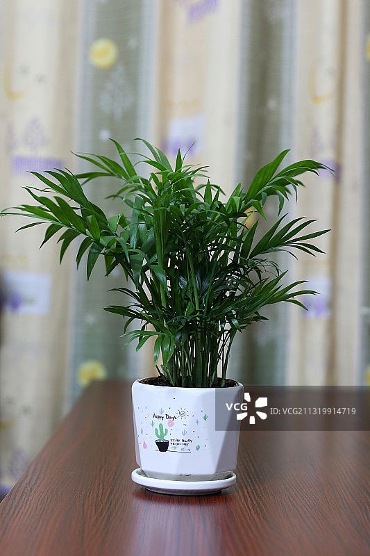 袖珍椰图片素材