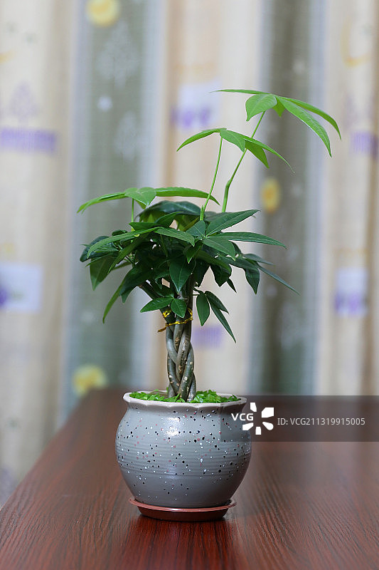 发财树图片素材