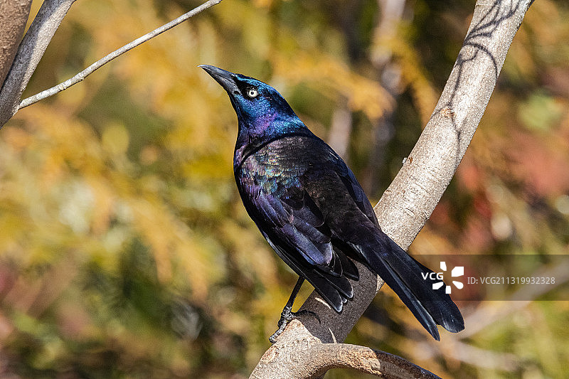 常见的白头翁之类图片素材