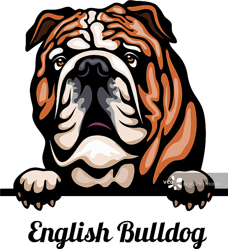 英国斗牛犬犬种彩色图A图片素材