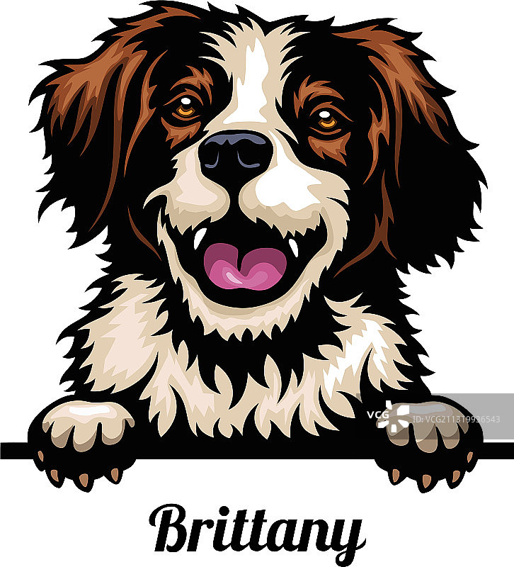 布列塔尼犬狗品种彩色图像图片素材