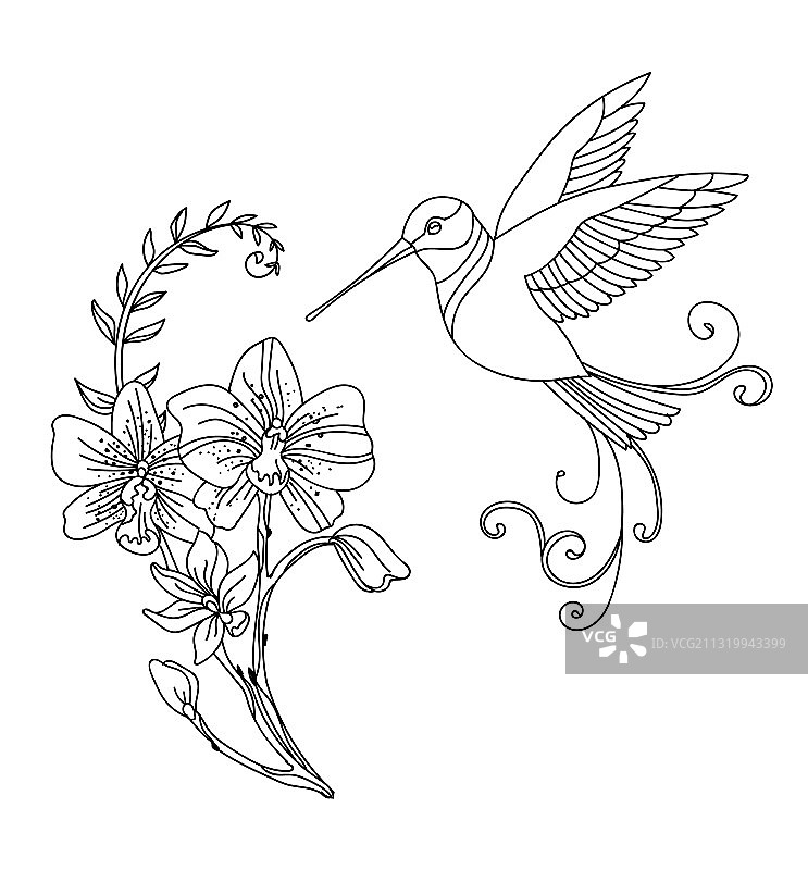 蜂鸟与花朵线条艺术图片素材