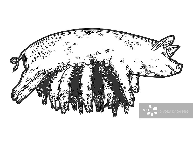 猪妈妈喂小猪素描图片素材