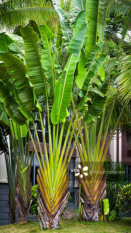 热带植物旅人蕉壁纸桌面屏幕保护超清图图片素材