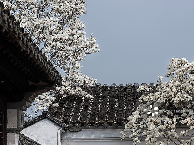 束素亭亭，蛰户初开，春天的江苏苏州网师园的白玉兰图片素材