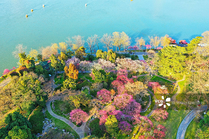 春季南京玄武湖公园梁洲上的梅花盛开图片素材