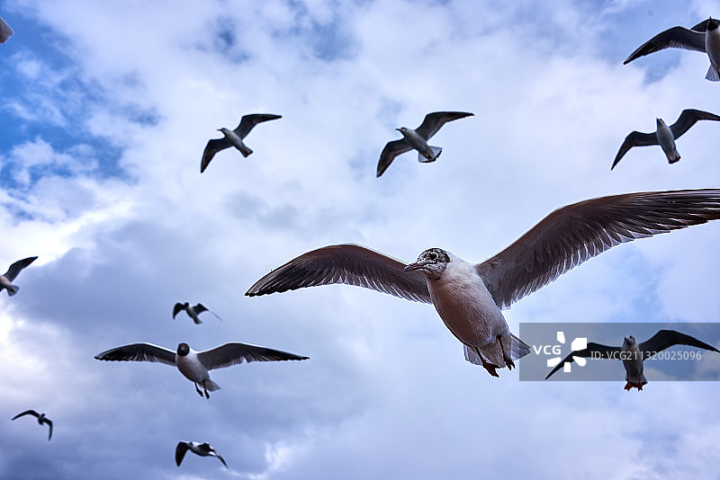 云南泸沽湖的红嘴鸥图片素材