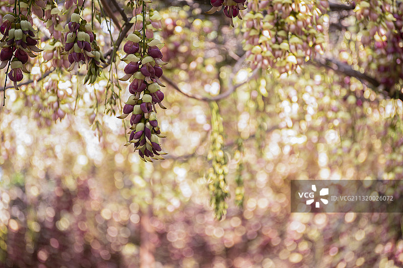 千灯禾雀花图片素材