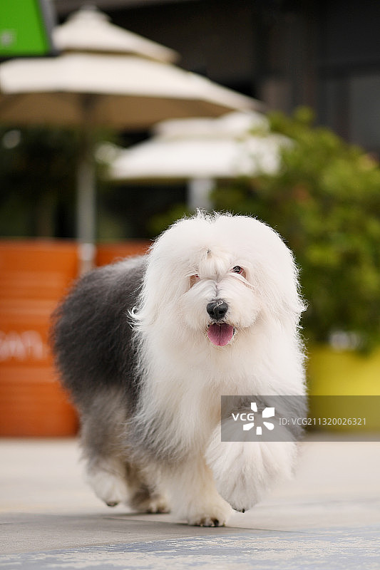 奔跑的英国古代牧羊犬图片素材