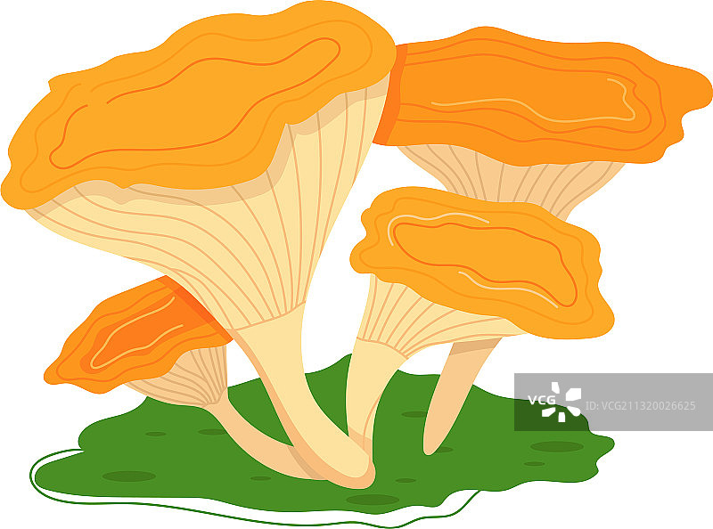 秋季森林食物蘑菇采集图片素材