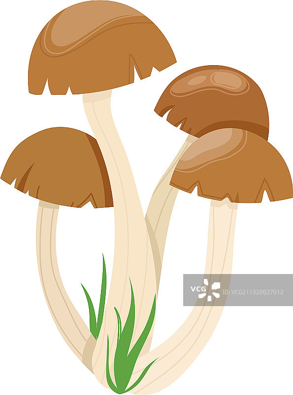 秋季食用蘑菇森林背景图片素材