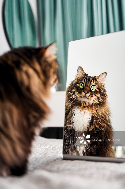 照镜子的猫图片素材
